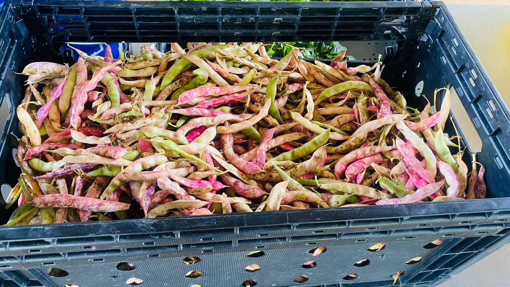 Farm to Table: Our Journey