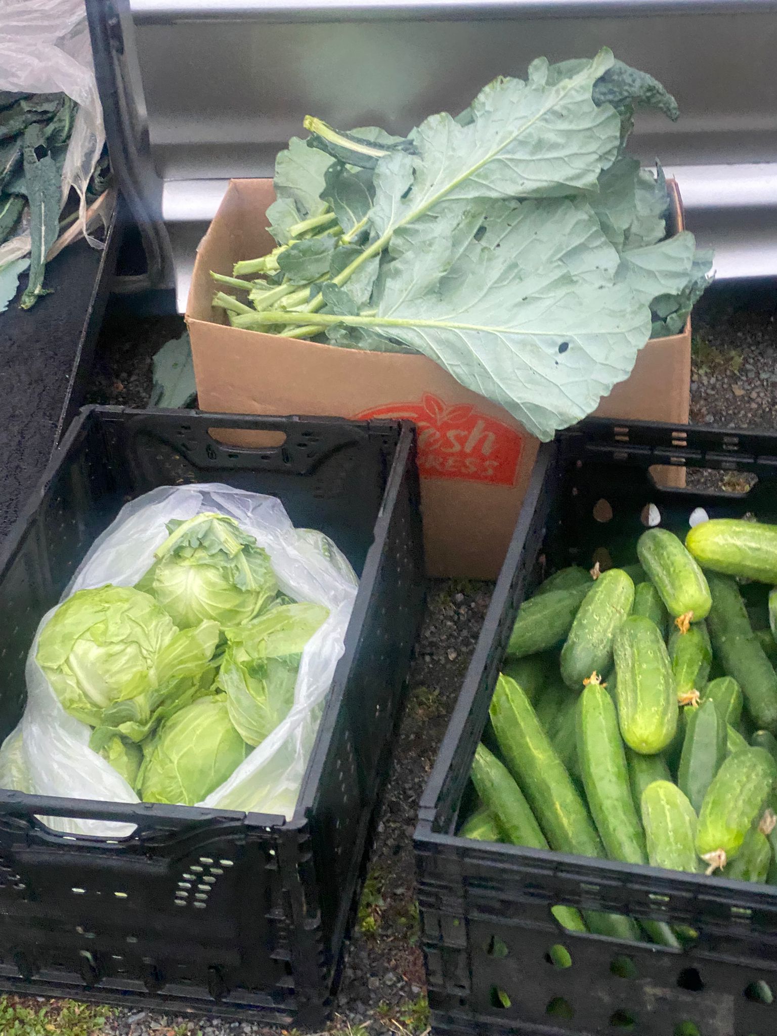 Quick Fresh Delivery