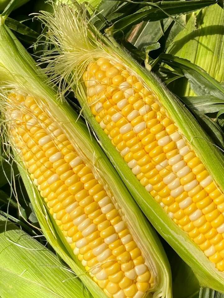 African sweet hard corn