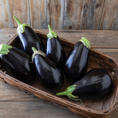 EGG PLANT