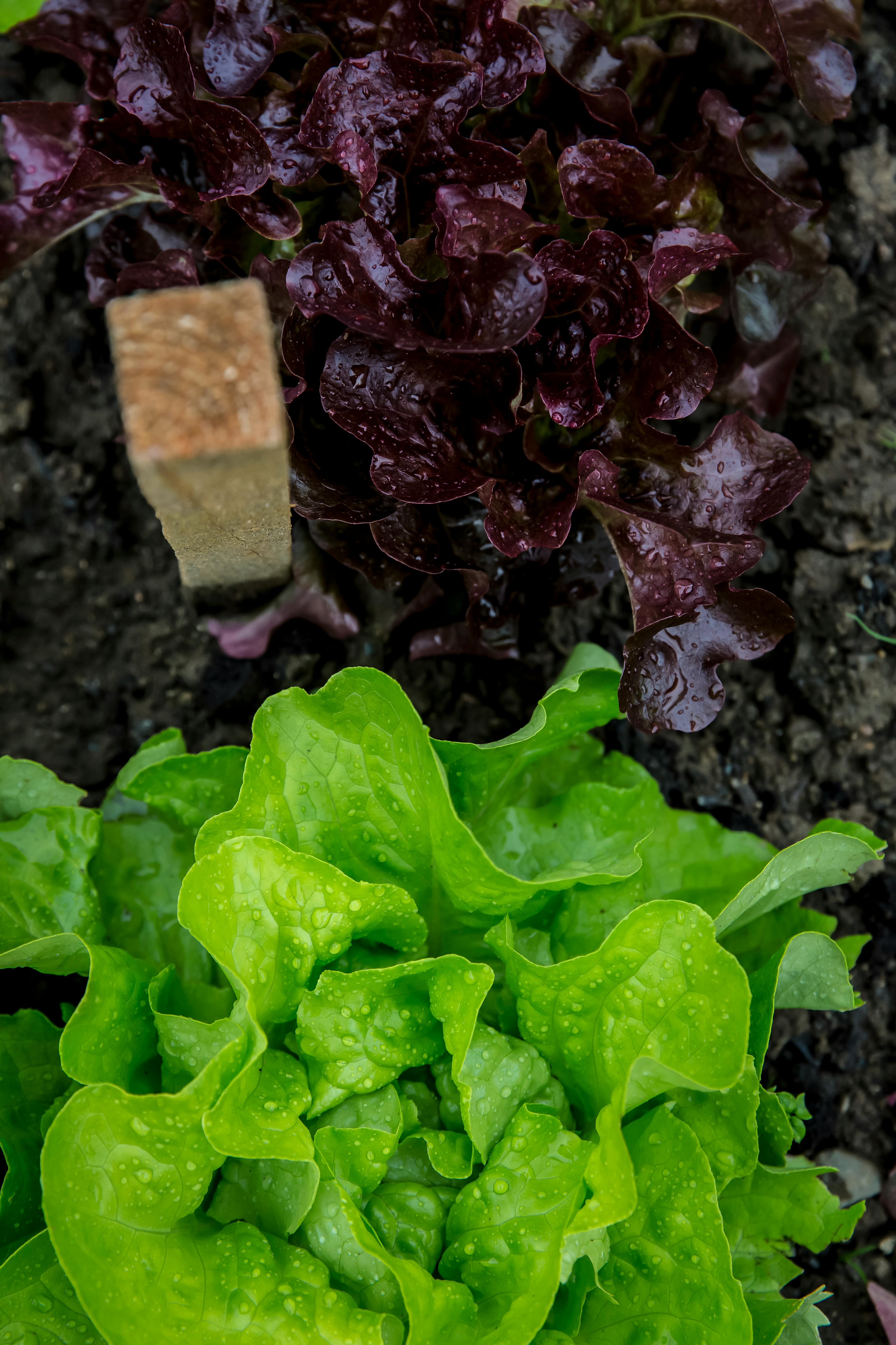 Lettuce Organic image 3