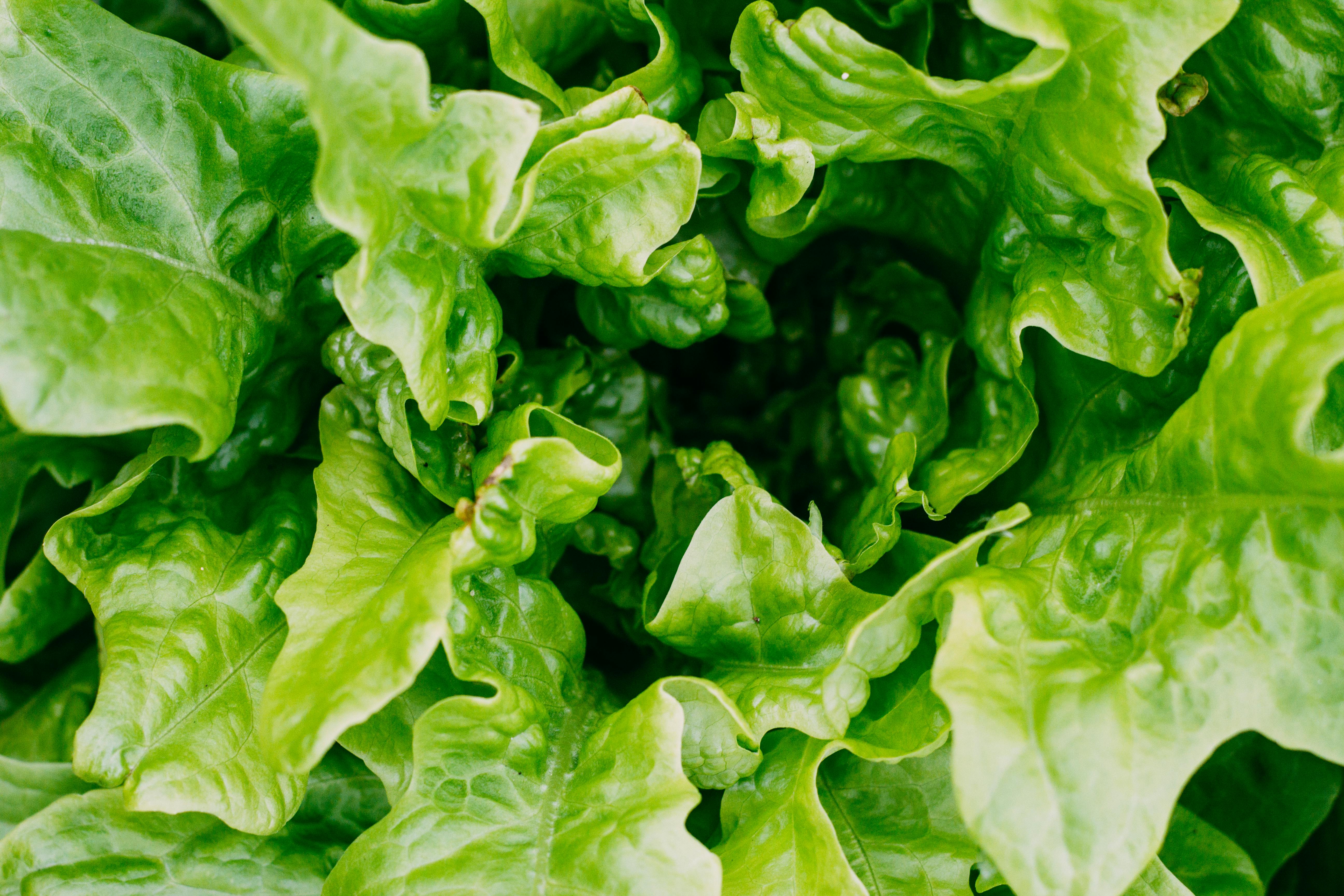 Lettuce Organic